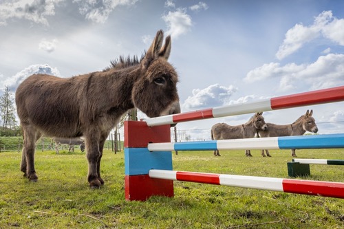 Donkey Power