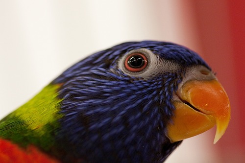 Vogeltentoonstelling Vogelvreugd