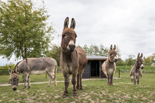 Donkey Power