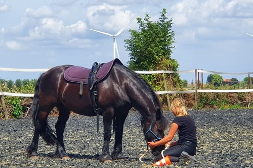 Paardrijden+